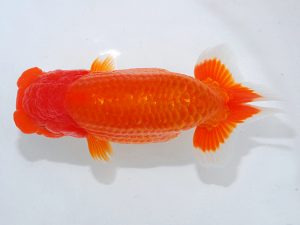 第62回日らん 行司一　東　秀明　福岡