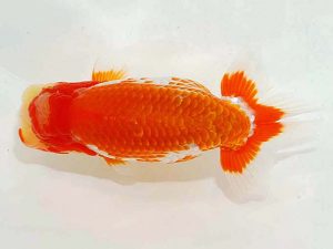 第62回日らん 行司二　岩崎正樹　香川