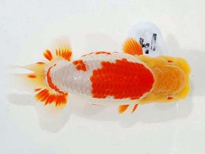 第62回日らん 行司三　西口武志　大阪