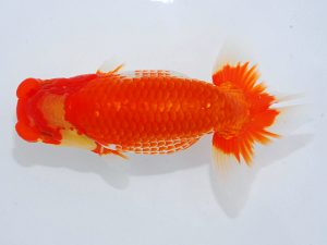 第62回日らん 脇行司一　高尾直美　岡山