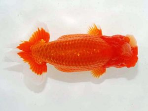 第62回日らん 脇行司二　滝瀬健治　埼玉