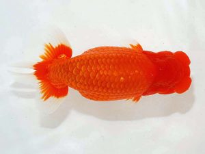 第62回日らん　西大関　竹内誠司　愛媛