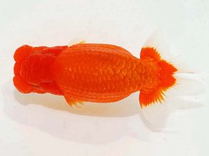 第62回日らん　立行司　津島洋介　愛媛