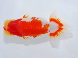 第62回日らん　東取締　島崎大輔　徳島