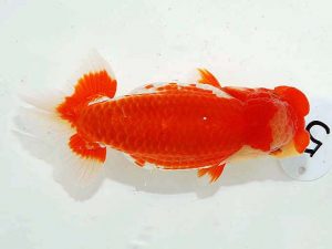 第62回日らん　西取締　荻谷冨士夫　茨城