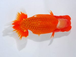 第62回日らん 東関脇　高尾昌幸　岡山