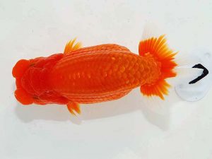 第62回日らん 西関脇　西賀一郎　大阪