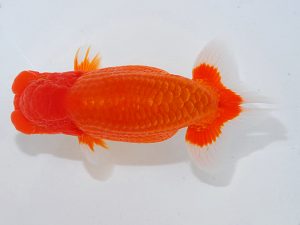 第62回日らん 東小結　鈴木友来　岐阜