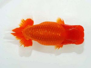 第62回日らん 西小結　高尾昌幸　岡山