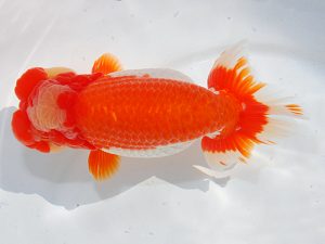 第62回日らん　東大関　榊原英樹　愛知