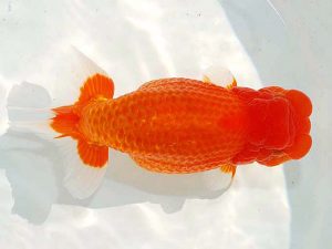 第62回日らん 勧進元一　吉田晋吾　静岡