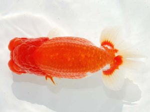 第62回日らん 勧進元二　青木浩一　東京