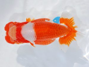 第62回日らん 行司一　山下滋可　静岡