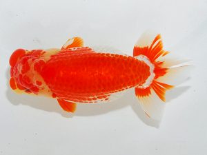 第62回日らん 行司二　岩下孝広　広島