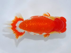 第62回日らん 行司三　高尾昌幸　岡山