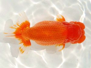 第62回日らん 脇行司一　細川　悟　大阪