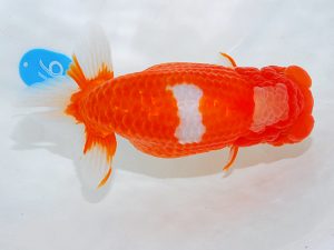 第62回日らん 脇行司二　松田力三　静岡