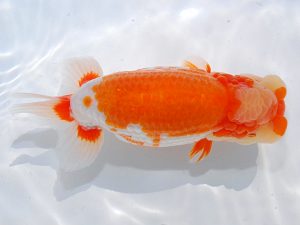 第62回日らん　西大関　鈴木和男　静岡