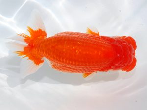 第62回日らん　東取締　林　万貴　三重