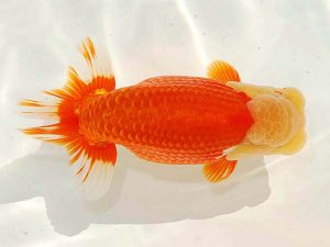 第62回日らん　西取締　林　万貴　三重