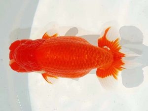 第62回日らん 東関脇　安田裕喜　愛媛