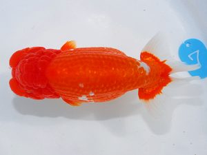 第62回日らん 西関脇　熊澤　誠　神奈川