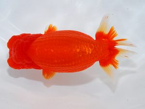 第62回日らん 東小結　津島洋介　愛媛