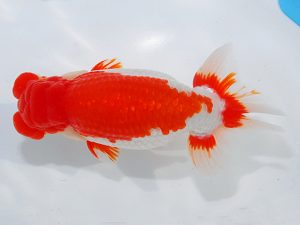 第62回日らん 西小結　荻谷冨士夫　茨城