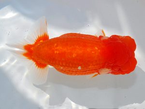 第62回日らん　東大関　尾濱英治　広島