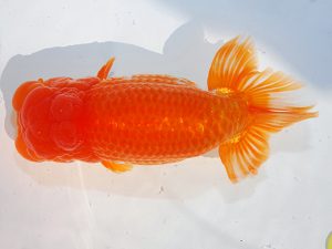 第62回日らん　勧進元一　森脇文明　福岡