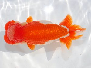 第62回日らん　勧進元二　藤野　武　香川