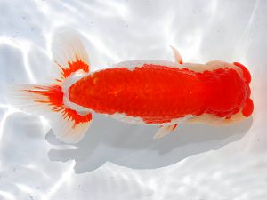 第62回日らん 行司一　宮本富生　徳島