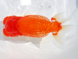 第62回日らん 行司二　齋藤一成　東京