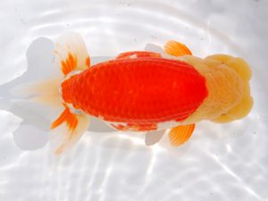 第62回日らん 行司三　齋藤一成　東京