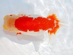 第62回日らん 脇行司一　松田　勝　宮城