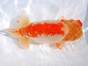 第62回日らん 脇行司二　野口　弘　愛知