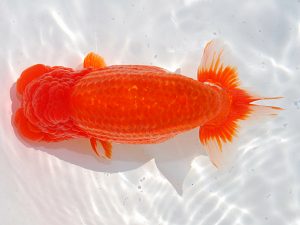 第62回日らん　西大関　稲村俊明　東京