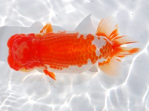 第62回日らん　立行司　石橋厚二　和歌山