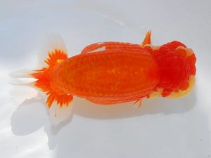 第62回日らん　東取締　舟田伸一　三重