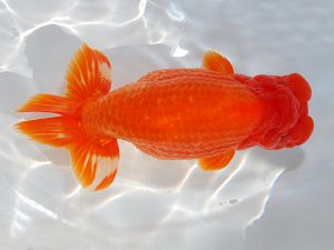 第62回日らん　西取締　三田保之　愛知