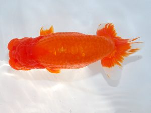 第62回日らん 東関脇　三田保之　愛知