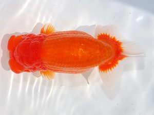 第62回日らん 西関脇　目黒康弘　東京