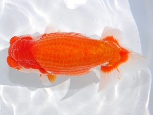 第62回日らん 東小結　田代史郎　岡山