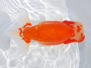 第62回日らん 西小結　林　万貴　三重