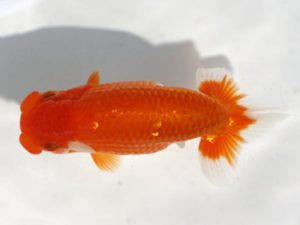 岡崎愛錦会　東大関　杉浦憲治　飯田