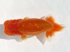 岡崎愛錦会　西大関　鈴木善嗣　田原