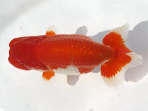 岡崎愛錦会　立行司　新美政雄　半田