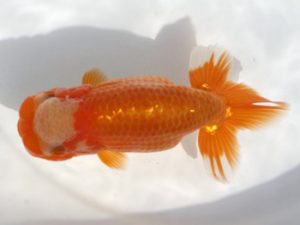 岡崎愛錦会　西取締　白川義則　蒲郡