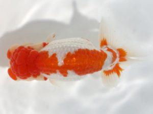 岡崎愛錦会　東大関　井土孝一　岡崎