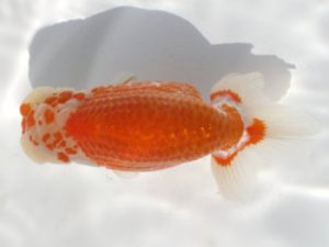 岡崎愛錦会　西大関　片山喜代冶　常滑